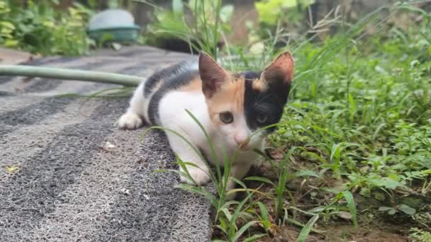 Cute Black Orange Multicolored Pet Cat Kitten Pouncing Attacking Camera — Stock Video