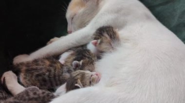 Beyaz bir anne kedi uzanmış, süt içerken yeni doğan yavru gri yavrularını emziriyor.