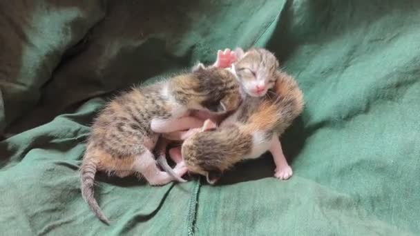 다채로운 머리를 태어난 고양이의 귀여운 그룹은 그들의 담요에 서려고 — 비디오