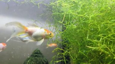 Parlak bir balık akvaryumunda yüzerken turuncu beyaz bir Japon balığı su otlarını kemiriyor.