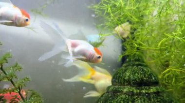 Parlak bir akvaryumda yüzen egzotik kızıl saçlı oranda balık.