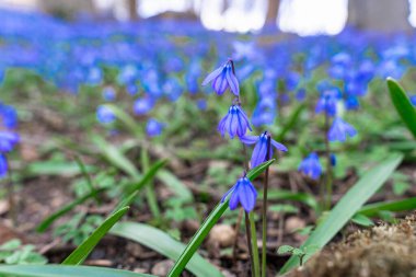 Close-up of the flower of the blue prolesca Scylla Siberica, blooming in late March - early April
