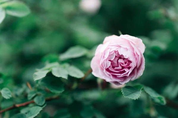 Цветок Розовой Английской Розы Фоне Зеленой Листвы — стоковое фото