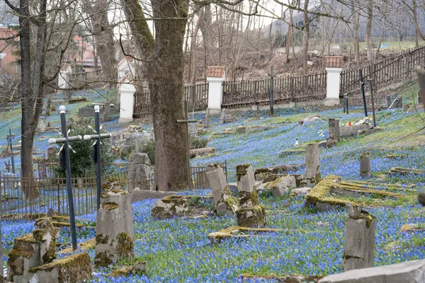 Territorio Del Cimitero Bernardine Vilnius Ricoperto Molti Fiori Blu Fioriti — Foto Stock