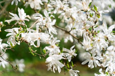 Magnolia stellata, Japonya 'da yetişen yavaş büyüyen bir çalı ya da küçük ağaçtır. Baharın başlarında yaprakları açılmadan önce büyük, gösterişli beyaz ya da pembe çiçekler taşır.