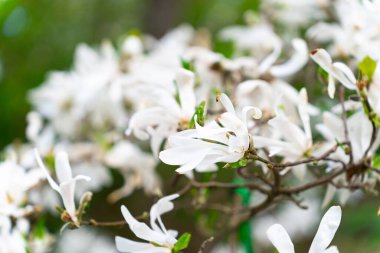 Dolgun bir Magnolia stellata ya da yıldızlı bir baharda yıldız manolya ağacı. Magnolia stellata Siebold ve Zucc. Maksim.
