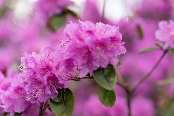 Selective Focus Rhododendron Mezitt Branch Blooming Bright Pink Flowers — Stock Photo, Image