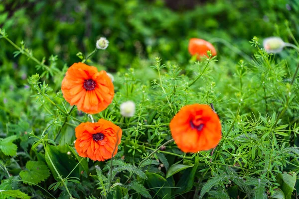 Маки Диких Цветов Цветущие Красными Цветами Полях — стоковое фото