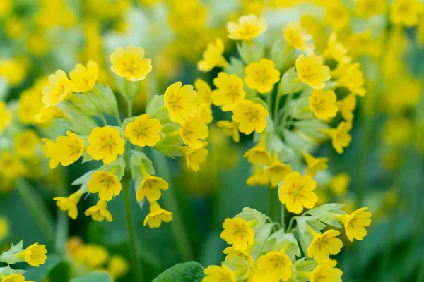 Крупным Планом Соцветия Желтых Цветов Primula Macrocalyx Является Многолетнее Травянистое Стоковое Изображение