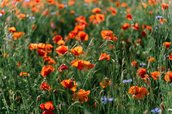 Mákos Mező Virágzás Közepén Kora Nyáron Napfényben Poppy Vagy Papaver — Stock Fotó