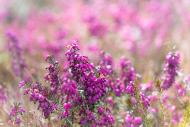 Calluna vulgaris, fundalık, ling, ya da çiçek açarken sadece fundalık, seçici odak.