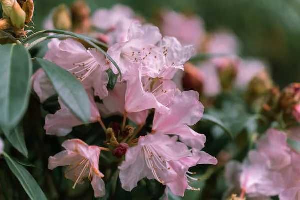Розовые Цветы Зеленые Листья Рододендрона Principis Вечнозеленый Кустарник Растет Высотой — стоковое фото