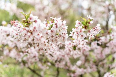Japon kiraz çiçeğinin seçici odak noktası erik ağacı nipponica Miyabe M.Hiroe Parlak.