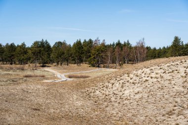 Gri Kumullar ya da Ölü Kumullar, Litvanya 'nın Curonian Tükürüğünün Litvanya tarafında yeşil benekleri olan kumlu tepelerdir..