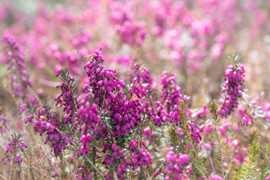 Çiçek açan Calluna vulgaris 'in yakın plan fotoğrafı. Yaygın kenevir, ling, ya da sadece fundalık..