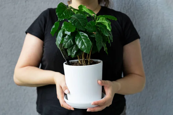 Woman Holds White Pot Coffee Tree Growing — Stock Photo, Image