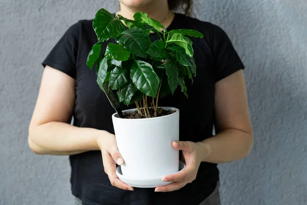 Woman Face Black Shirt Holds White Pot Coffee Tree Growing — Stock Photo, Image