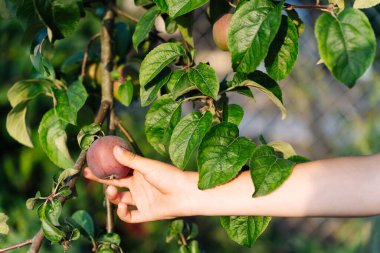 Bir çocuğun eli, bahçedeki bir elma dalında kırmızı bir elma tutuyor..