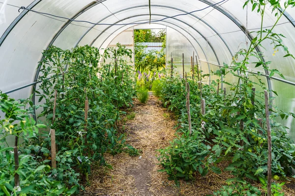 Country greenhouse with bushes of tomatoes and other vegetables growing there.