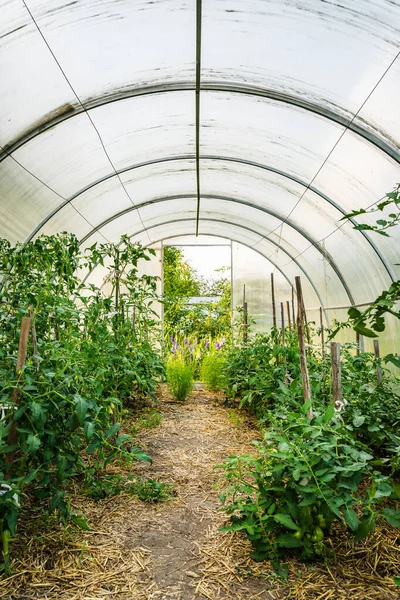 stock image Bushes of tomatoes and other vegetable crops in the greenhouse in the summer.