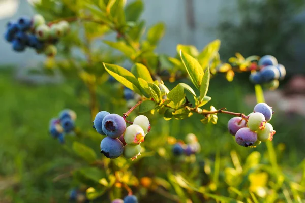 Blueberries Bush Sunlight Ripening Blueberries Grow Farmers Garden — Stock Photo, Image