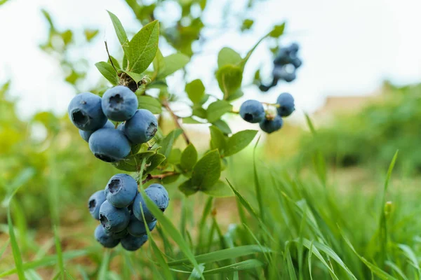 Branch Ripe Blueberries Bush — Stock Photo, Image