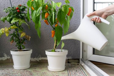 Evinin bahçesini sulayan bir kadın evdeki balkon terasında büyüdü..