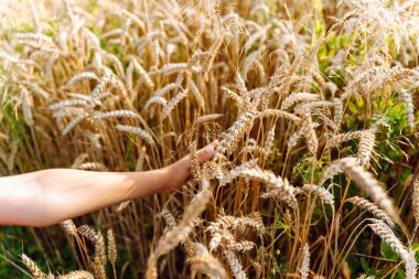 Bir çocuğun eli tahıl tarlasında olgunlaşmış buğday kulaklarına dokunur..
