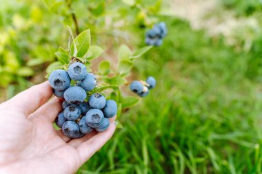 A woman's hand holds a branch with blueberries in an orchard. clipart