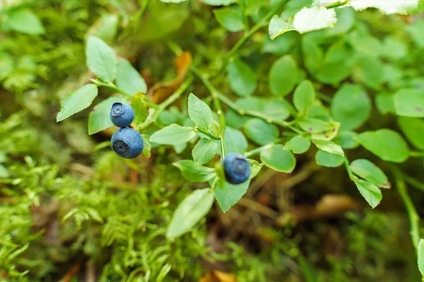 Wild Blueberries Grow Bush Forest — Stock Photo, Image