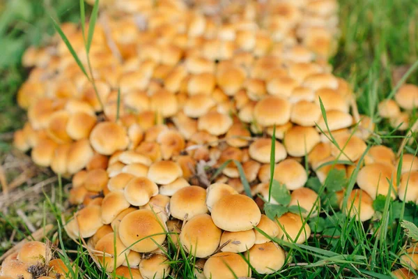 Large group of Marasmius oreades, also known as the fairy ring mushroom or fairy ring champignon in green grass.