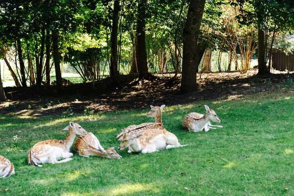 Fallow deer take a nap lying on the grass in the shade.