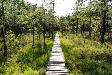 Trakai Tarihi Parkında Varnikai Bilişsel Yürüyüş Yolu, bataklıklar ve ormanlar arasında ahşap bir yürüyüş yolu..