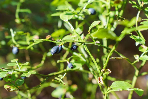 Ripe Wild Blueberries Bush Summer Day — Stock Photo, Image