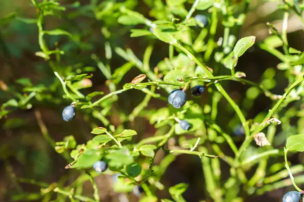 Bush Ripe Berries Wild Forest Blueberries Grows Summer Forest Sunlight — Stock Photo, Image