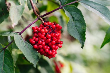 Bunch of red elderberry Sambucus racemosa, kırmızı elderberry ve kırmızı böğürtlenli yaşlılar olarak bilinen bir mürver türüdür..