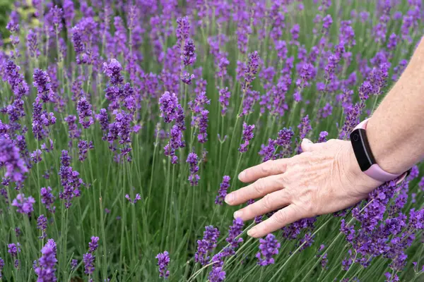 Hand of Senior Woman with Smart Bracelet Touching Purple Lavender Flowers in Field.