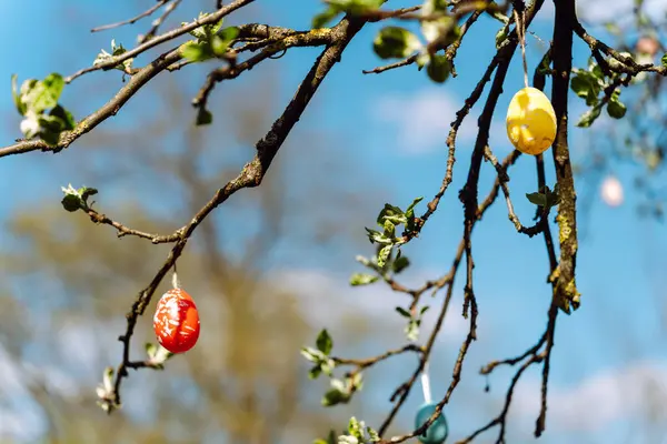 Ovos Páscoa Decorativos Pintados Pendurados Galhos Árvore Para Celebração Páscoa — Fotografia de Stock