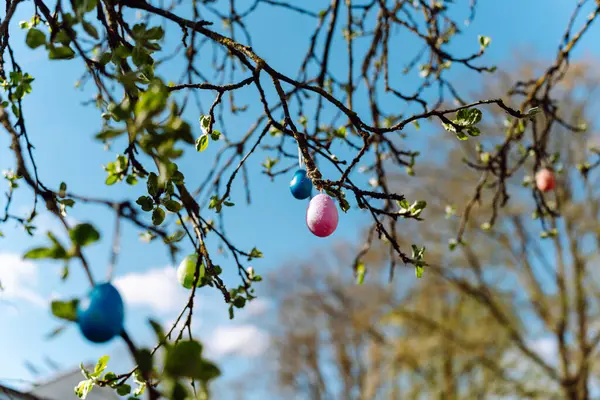 Ramos Árvore Primavera Com Ovos Páscoa Coloridos Pendurados Neles — Fotografia de Stock