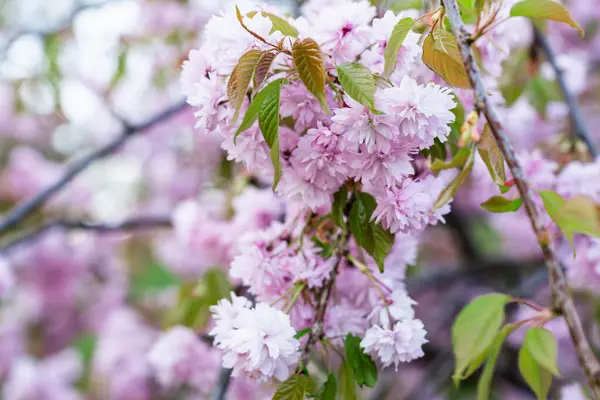 Bela Primavera Rosa Suave Flores Botões Cerejeira Árvore Prunus Kanzan — Fotografia de Stock