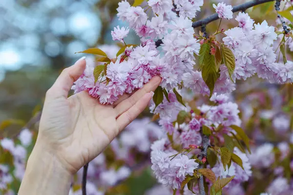 Mão Feminina Segurando Flores Cereja Rosa Primavera Foco Seletivo — Fotografia de Stock