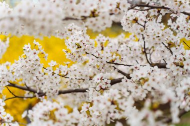 Ornamental white blooming Japanese cherry Prunus yedoensis during flowering in a city park in spring in April. The trees are densely strewn with white flowers clipart