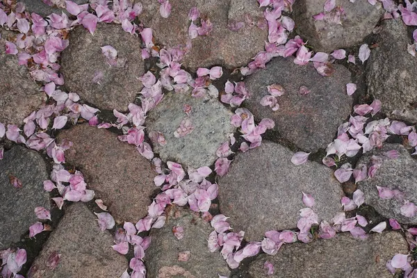 Close-up of pink cherry blossom petals falling on stone pavement during flowering in spring.