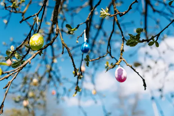 Жовті Сині Рожеві Великодні Яйця Гілках Весняної Ялинки Молодим Листям — стокове фото