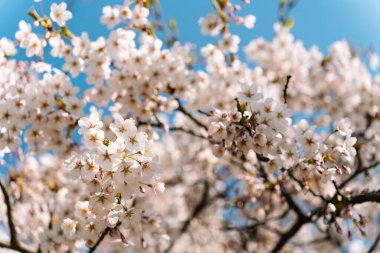 Seçici odaklanma. Japon kiraz çiçekleri veya sakura eriği nipponica Miyabe M. Hiroe Parlak baharda.