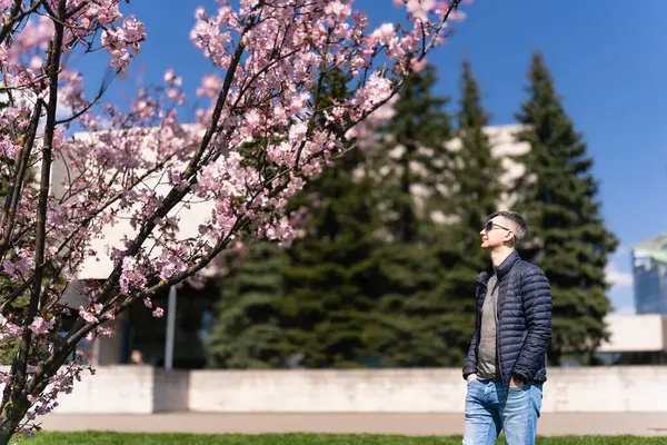 Man in jeans and thin down jacket in spring admiring pink cherry blossoms on spring day.