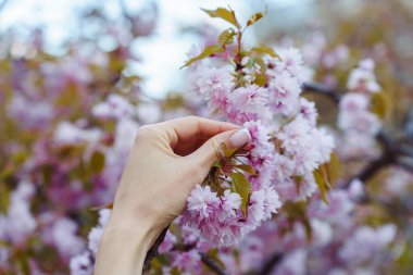 A woman's hand touches a luxuriantly blooming pink ornamental cherry Prunus Kanzan in spring. clipart