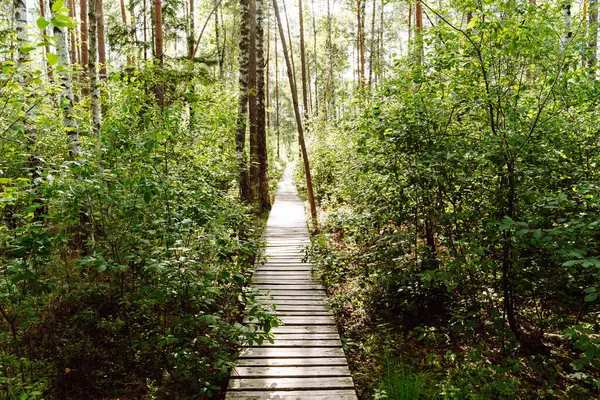 Trakai Tarihi Parkında Varnikai Bilişsel Yürüyüş Yolu, orman boyunca ahşap bir yürüyüş yolu ve güneş ışığı ve gölgelerle bataklıklar..