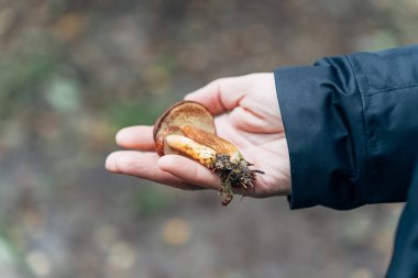 Erkeklerin el ele tutuşması huş ağacı boletes Leccinum scabrum sonbahar ormanında