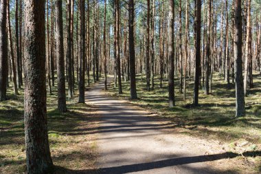 Huzurlu Orman Yolu Uzun Çam Ağaçlarının İçinden Geçiyor.
